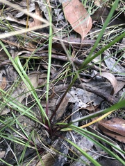 Tricoryne simplex