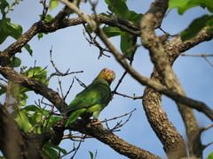 Alipiopsitta xanthops