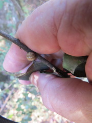 Kermesidae