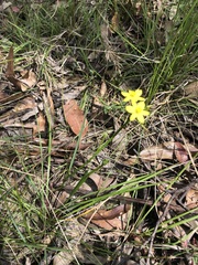 Tricoryne simplex