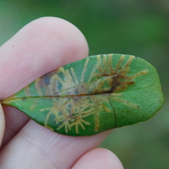 Philocryptica polypodii