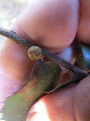Kermesidae