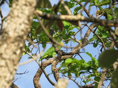 Alipiopsitta xanthops