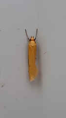 Philobota protecta