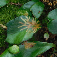 Philocryptica polypodii