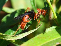 Priocnessus nuperus