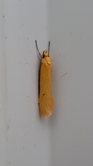 Philobota protecta