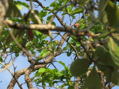 Alipiopsitta xanthops