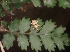 Brachyolus punctatus