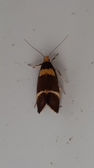Cosmaresta callichrysa