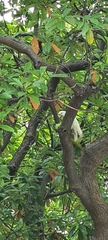 Cacatua goffiniana