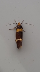 Cosmaresta callichrysa