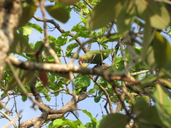 Alipiopsitta xanthops