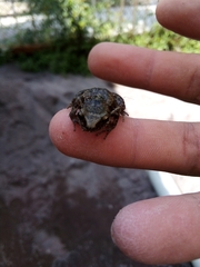 Eleutherodactylus orarius