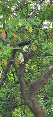 Cacatua goffiniana