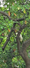 Cacatua goffiniana
