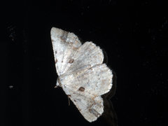 Aeolochroma quadrilinea