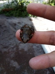 Eleutherodactylus orarius