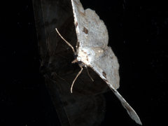 Aeolochroma quadrilinea