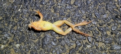 Rana dybowskii