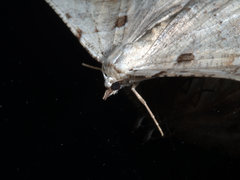 Aeolochroma quadrilinea