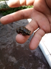 Eleutherodactylus orarius