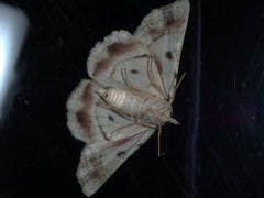 Aeolochroma quadrilinea