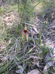 Caladenia actensis