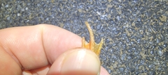 Rana dybowskii