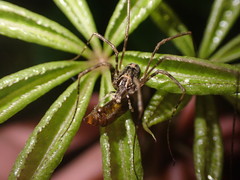 Forsteropsalis inconstans