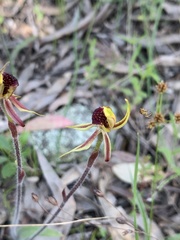 Caladenia actensis