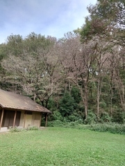 Platypus quercivorus