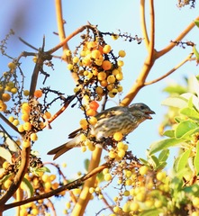 Haemorhous purpureus californicus