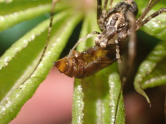 Forsteropsalis inconstans