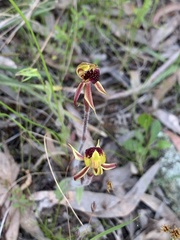 Caladenia actensis