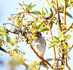 Haemorhous purpureus californicus
