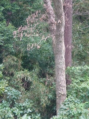 Platypus quercivorus