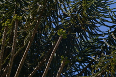 Araucaria bidwillii