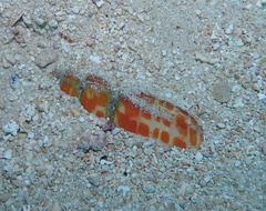 Mitra mitra
