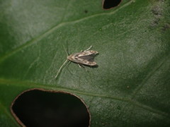 Thylacosceles