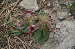 Rehmannia glutinosa