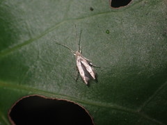 Thylacosceles