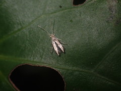 Thylacosceles