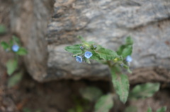 Bothriospermum secundum