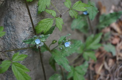 Bothriospermum secundum
