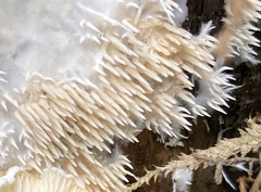 Hydnocristella himantia