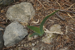 Iris dichotoma