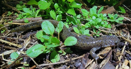 Gensan Salamander