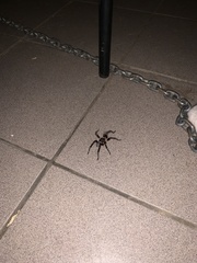 Cyrtopholis portoricae