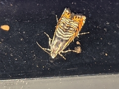 Thaumatographa jonesi